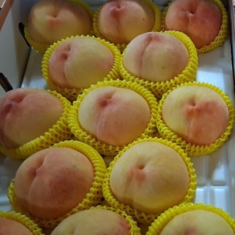 강원더몰,강원도 화천 토고미 황도 복숭아